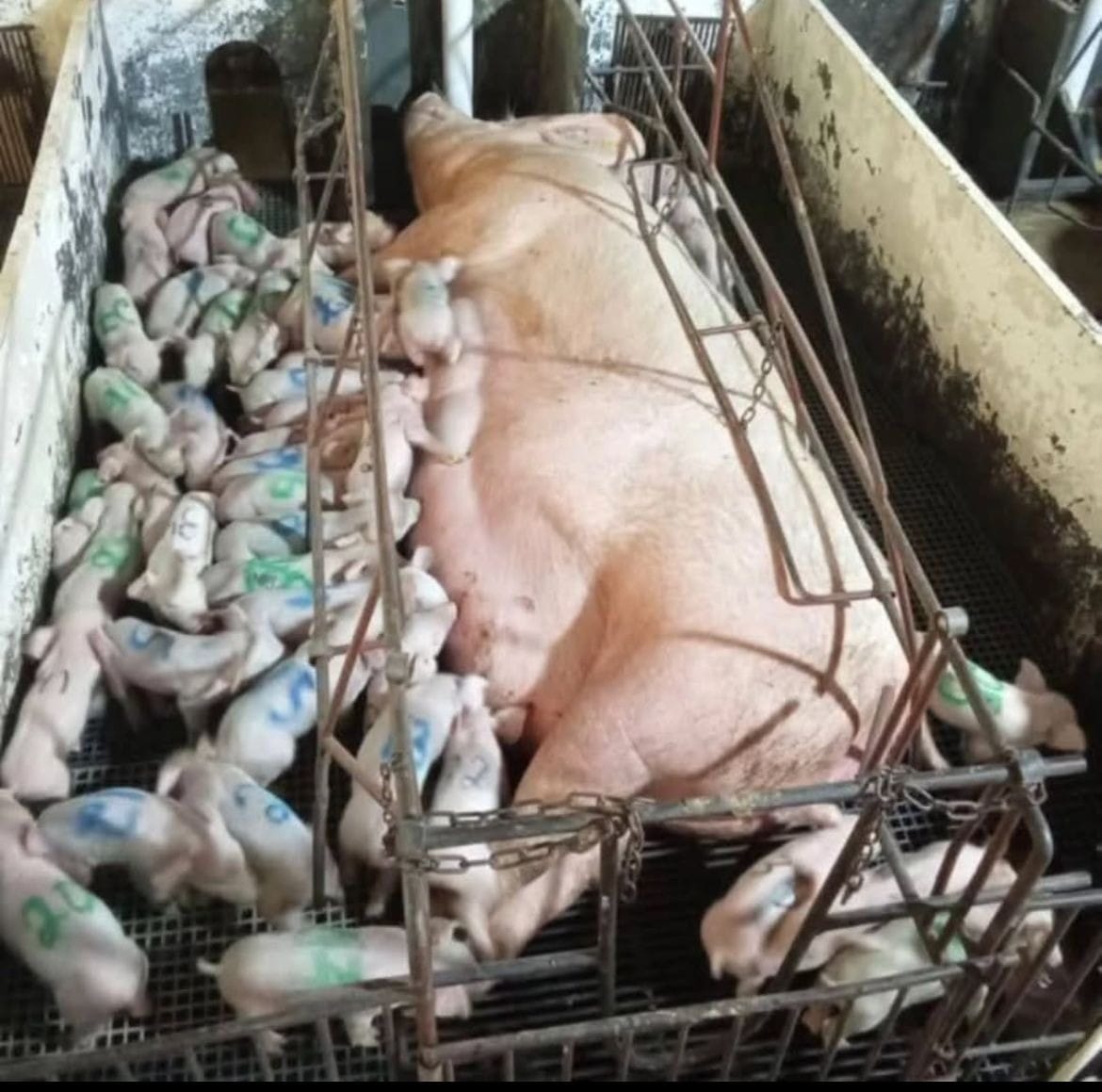 Porca dá à luz 46 leitões em MG e pode bater recorde mundial