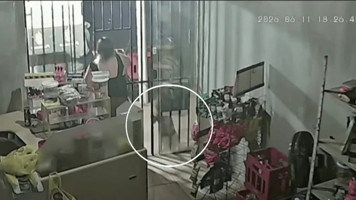 Vídeo: Pitbulls fogem de casa de vizinha e atacam menina de três anos em MS
