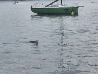 Pinguins são avistados em diferentes pontos de Ilhabela no fim de semana