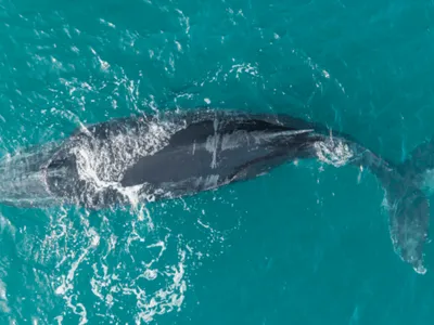 Vídeo: baleia-jubarte é libertada de rede de pesca em Ubatuba