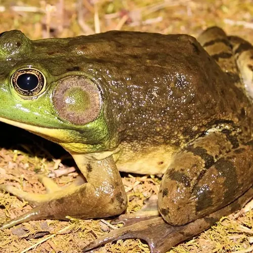 Bullfrog Association