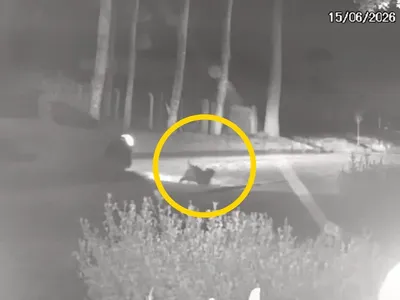 Homens são presos por abandonar cachorros em rua de Campo Largo