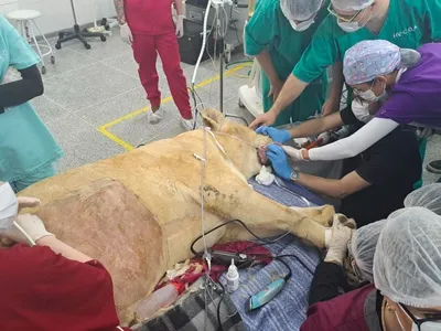 Leoa-branca Zâmbia passa por check-up em hospital da UFPR