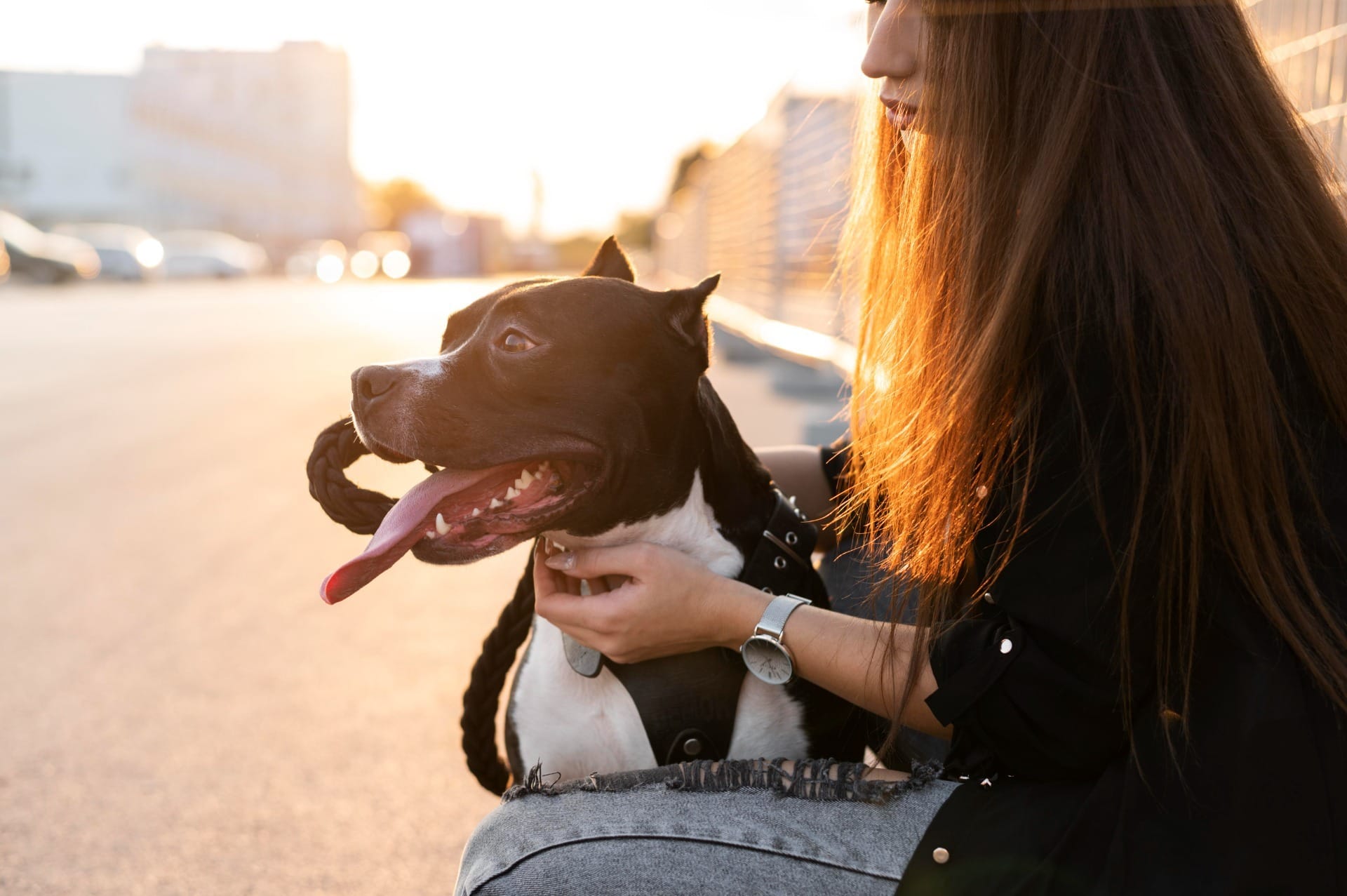 Cães de até 50 kgs poderão viajar na cabine? Entenda a mudança na Lei Joca