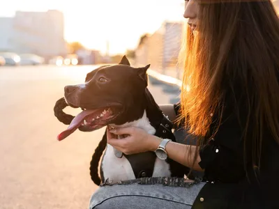 Cães de até 50 kgs poderão viajar na cabine? Entenda a mudança na Lei Joca