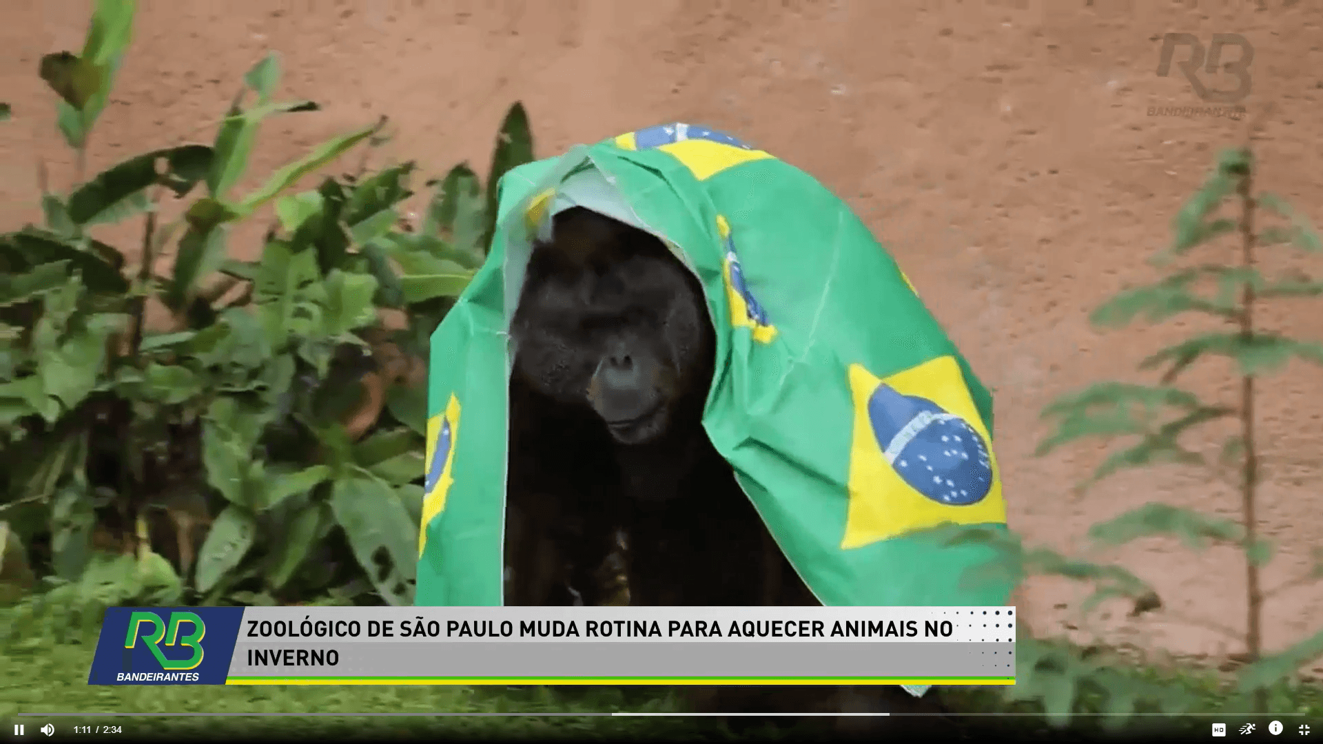 Bichos do zoo de SP ganham cobertores e chá de camomila para espantar frio