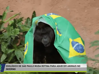 Bichos do zoo de SP ganham cobertores e chá de camomila para espantar frio