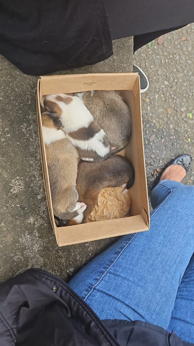 Secretaria resgata 92 animais abandonados em 10 dias no Rio