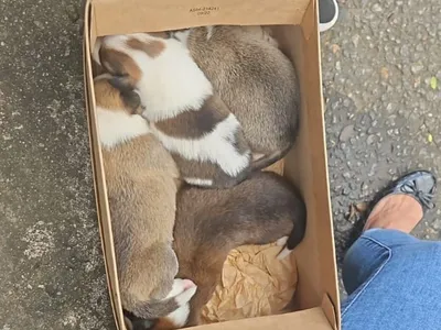 Secretaria resgata 92 animais abandonados em 10 dias no Rio