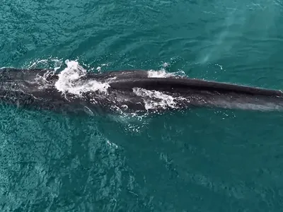 Segunda maior baleia do mundo é avistada durante visita rara em Ilhabela