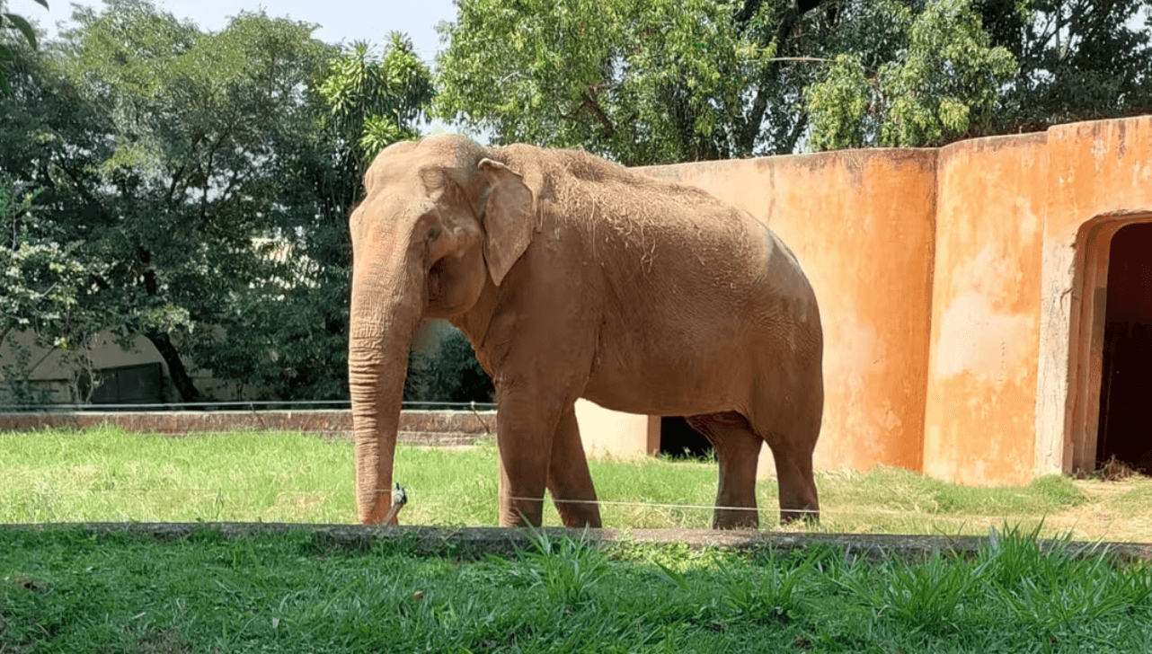 Justiça decide que elefante Sandro deve deixar Zoológico de Sorocaba