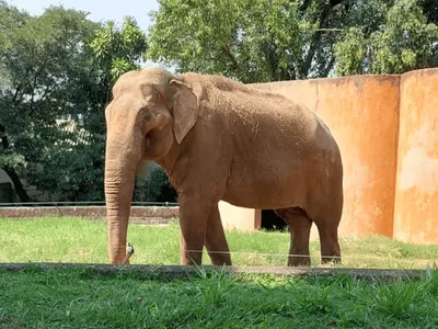 Elefante Sandro deve ser transferido de Sorocaba em setembro
