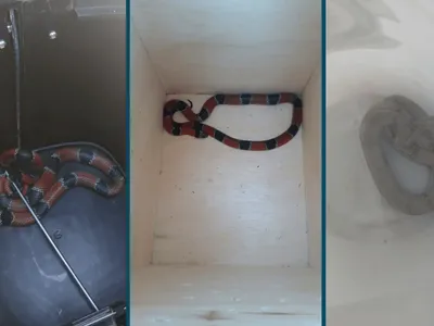 Quatro espécies de serpentes são resgatadas em Vinhedo