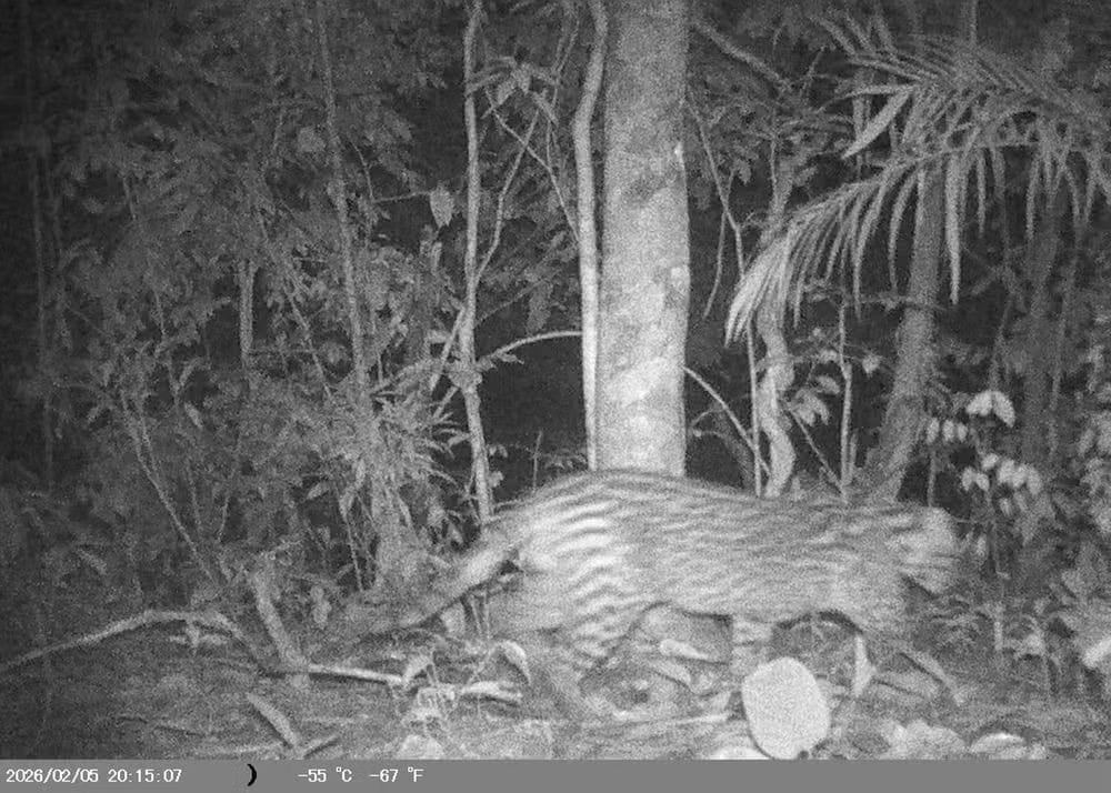 Câmeras registram jaguatirica, onça-parda e irara em Barra do Piraí