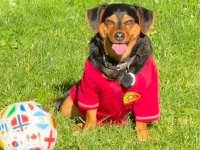 Cãozinho viraliza durante a Copa ao se mostrar craque como goleiro