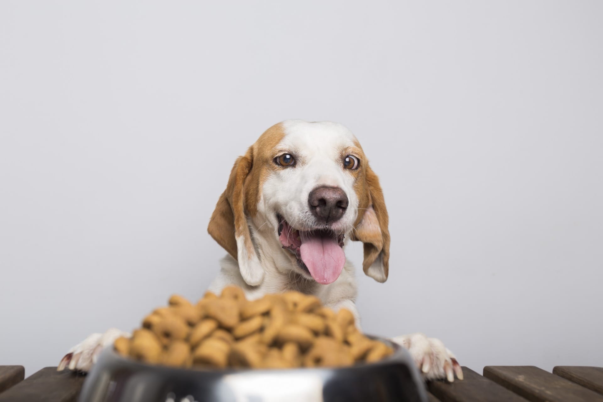 Fome ou tédio? Aprenda a interpretar o comportamento alimentar do seu pet