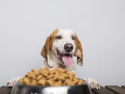 Fome ou tédio? Aprenda a interpretar o comportamento alimentar do seu pet