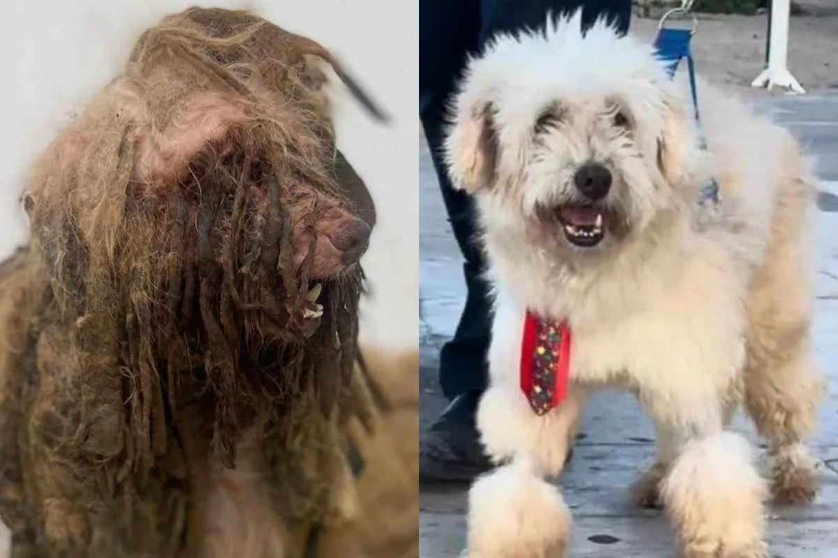 Cachorro processa ex-tutora por maus-tratos e ganha indenização de R$ 7 mil