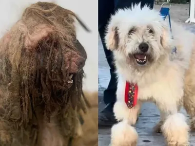 Cachorro processa ex-tutora por maus-tratos e ganha indenização de R$ 7 mil