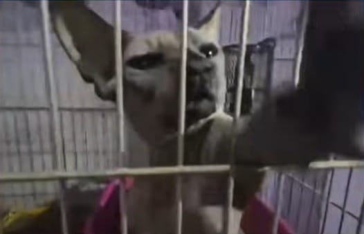 Polícia resgata 103 gatos que sofriam maus-tratos e eram vendidos doentes