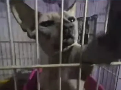 Polícia resgata 103 gatos que sofriam maus-tratos e eram vendidos doentes