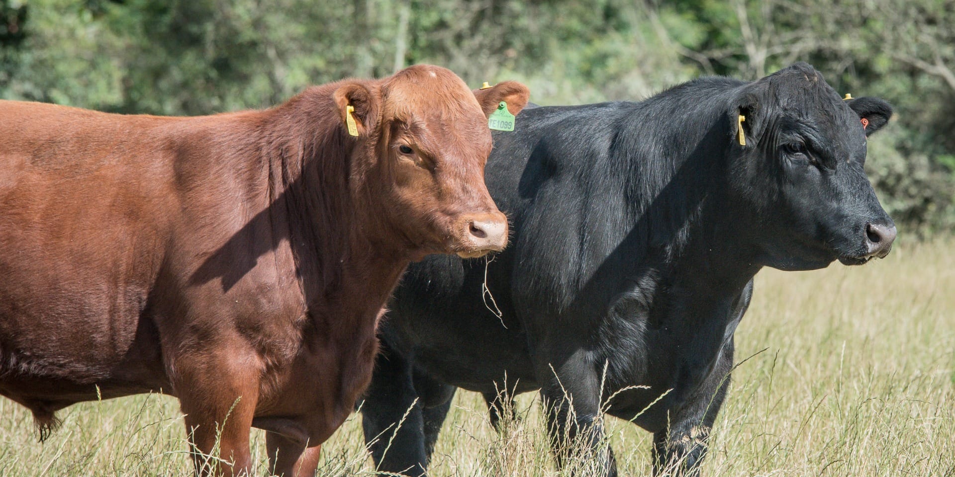 Whisky ou cachaça? Brasil e Escócia mantém boas relações comerciais no agro