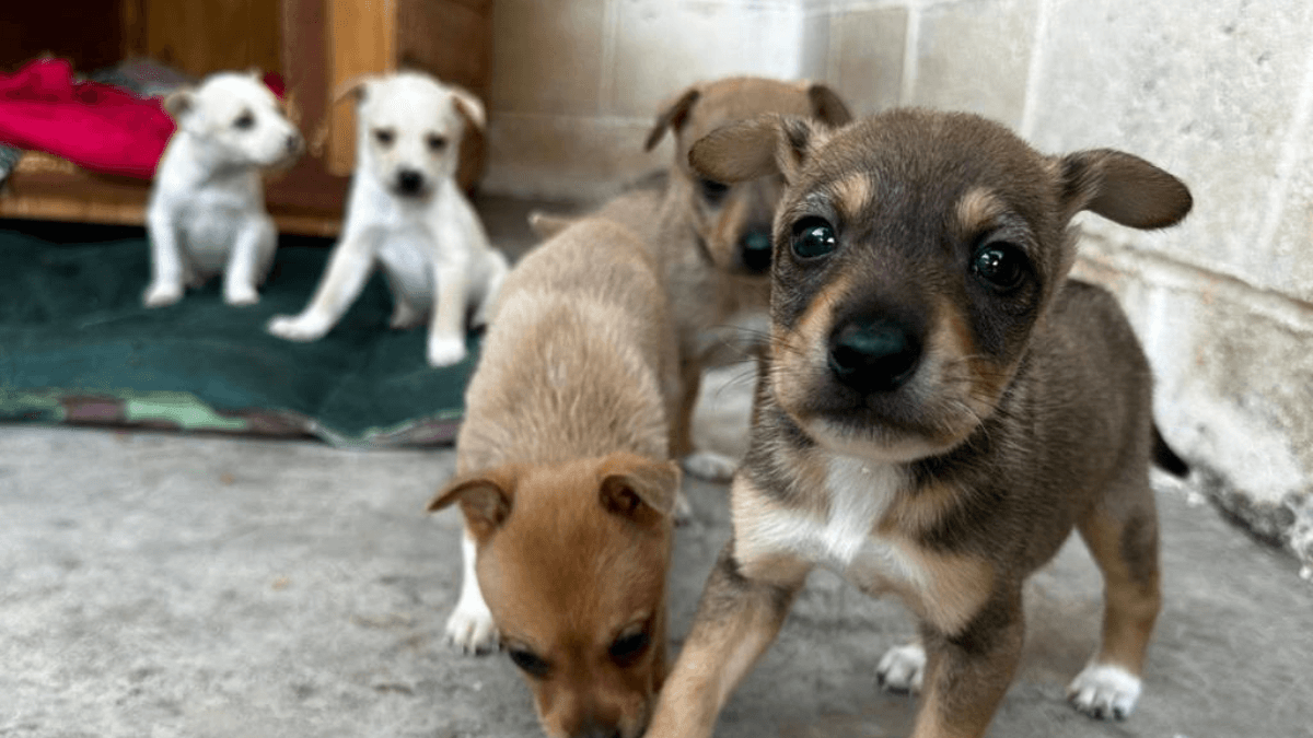 Taubaté realiza feira de adoção de cães e vacinação antirrábica