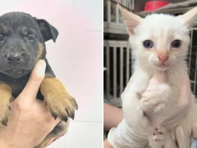 Taubaté realiza feira de adoção e microchipagem de pets nesta sexta (26)
