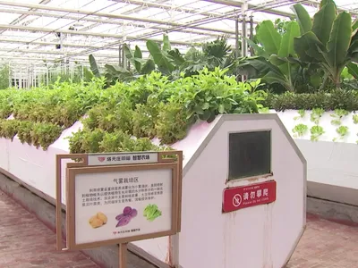 Tecnologia e digitalização transformam a produção agrícola na China
