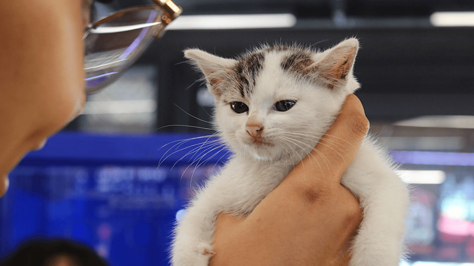 Feira no Terminal Urbano incentiva adoção responsável de cães e gatos