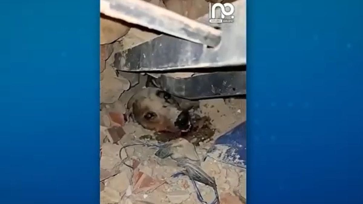 Vídeo: Cachorro é resgatado de escombros após terremotos na Venezuela