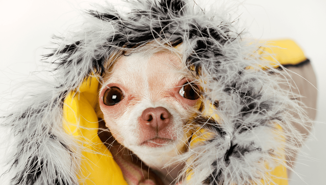 Proteja seu pet no frio: veja dicas contra doenças e dores nas articulações