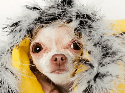Proteja seu pet no frio: veja dicas contra doenças e dores nas articulações