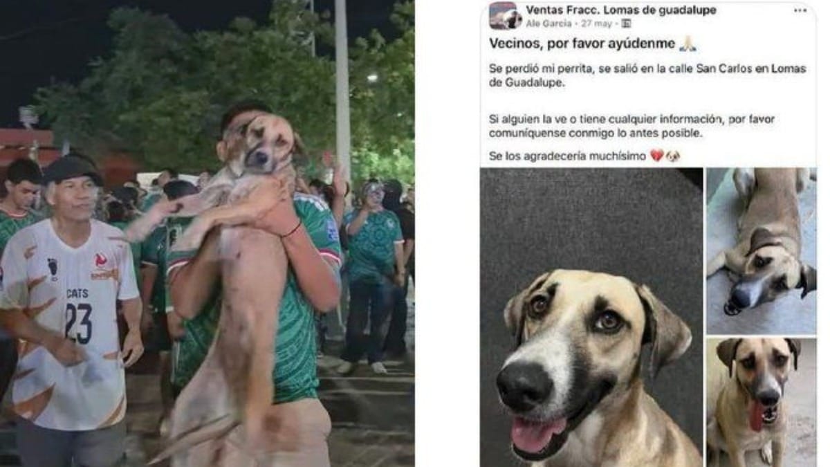 Cadela desparecida por semanas é achada após surgir em transmissão da Copa