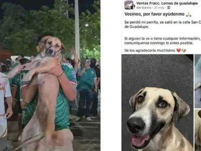 Cadela desparecida por semanas é achada após surgir em transmissão da Copa