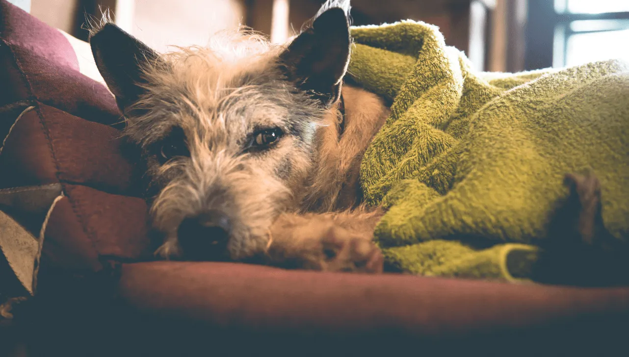 Tremores e espasmos é uma reação instintiva dos cães para tentar gerar calor