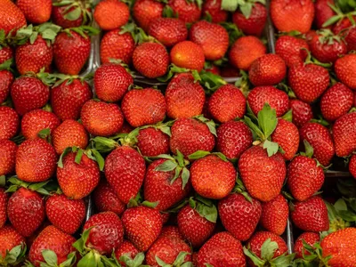 Festa do Morango de Atibaia é passeio perfeito para as férias; veja datas