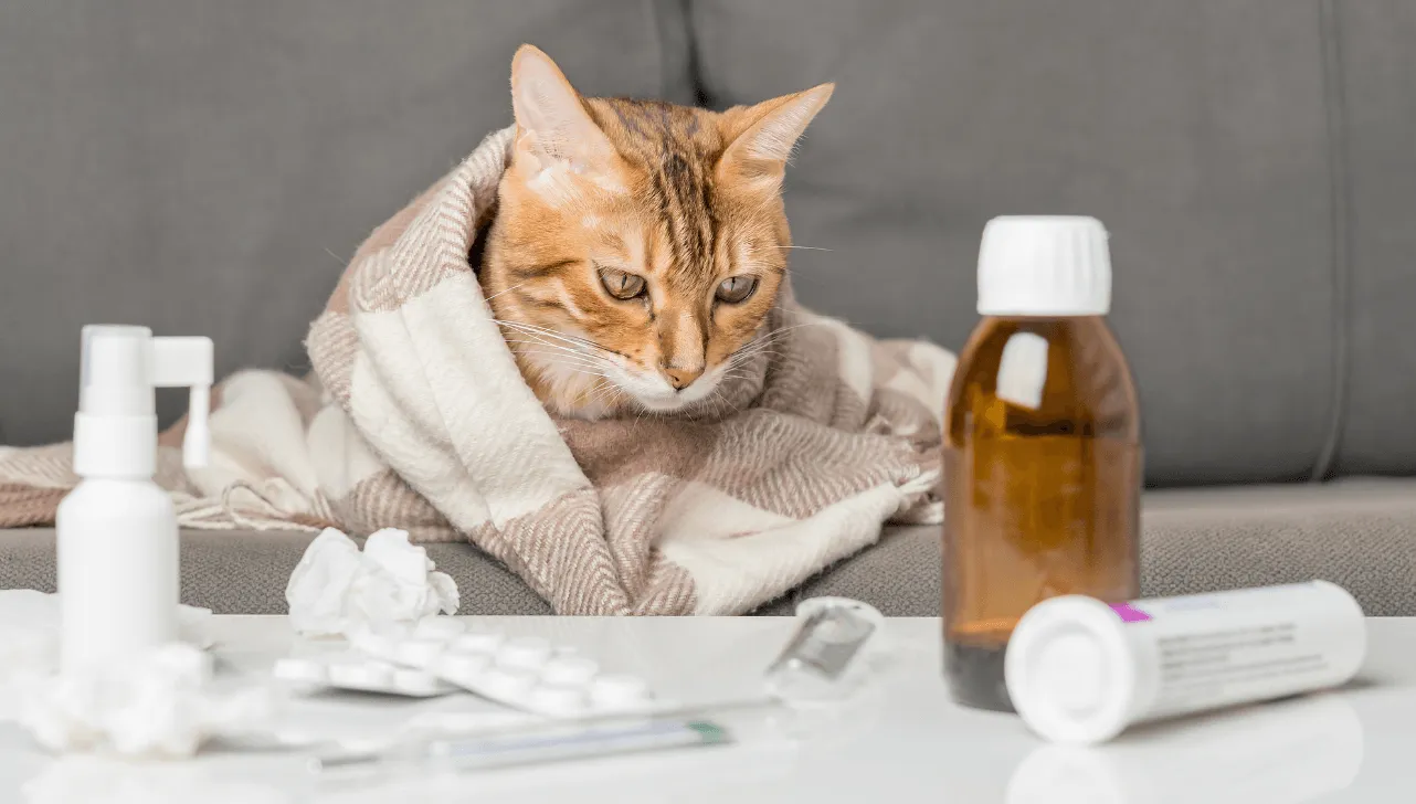 Gatos podem adoecer com o frio. Apesar da pelagem, eles são suscetíveis a quedas de temperatura