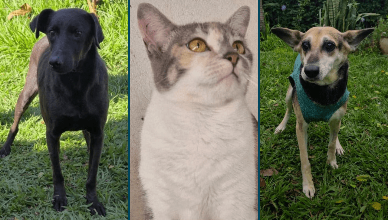 Canil de Sorocaba abre neste sábado para adoção de cães e gatos resgatados
