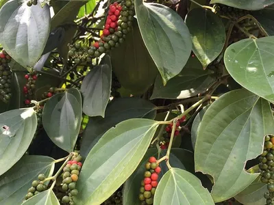 Japoneses transformaram o Pará em polo global de pimenta-do-reino