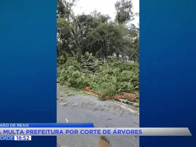 Ibama multa prefeitura de Curitiba por corte irregular de árvores em obra