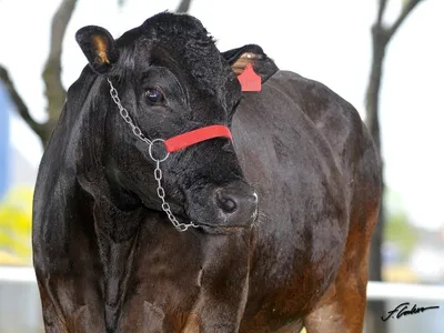 Boi japonês tem a carne mais cara do mundo e já é criado no Brasil