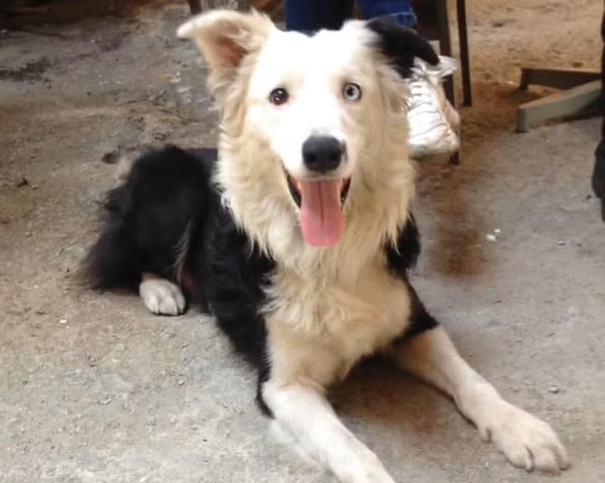 Pet resgatado por ONG em 2017 encontra vítimas de terremoto na Venezuela