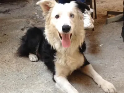 Pet resgatado por ONG em 2017 encontra vítimas de terremoto na Venezuela