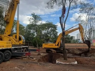 Cidade goiana faz transplante de 39 árvores centenárias ; entenda