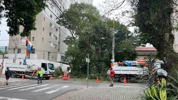 Queda de árvore interdita rua na Vila Adyana em São José dos Campos