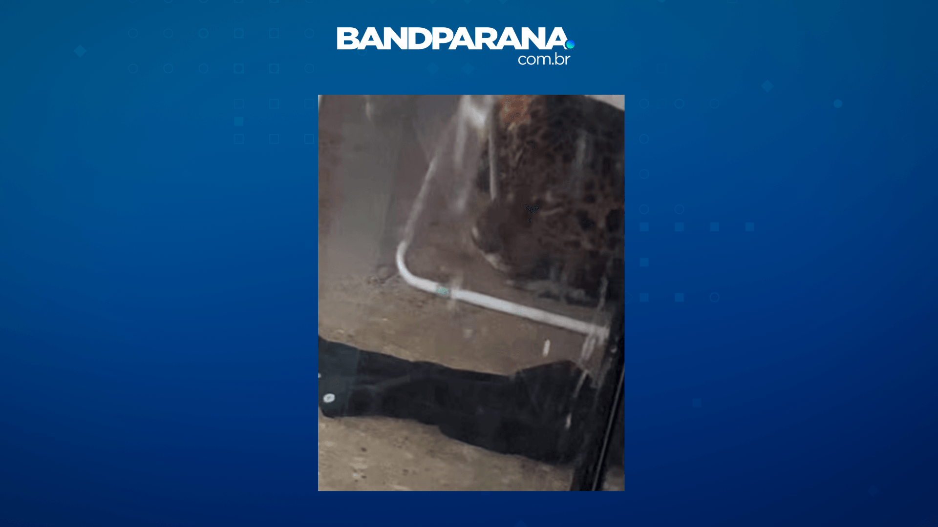 Vídeo: onça-pintada é encontrada no quintal de casa em Foz do Iguaçu