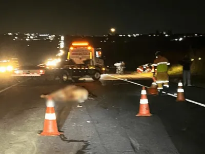 Motociclista morre após atropelar cavalo na Dutra em Pindamonhangaba