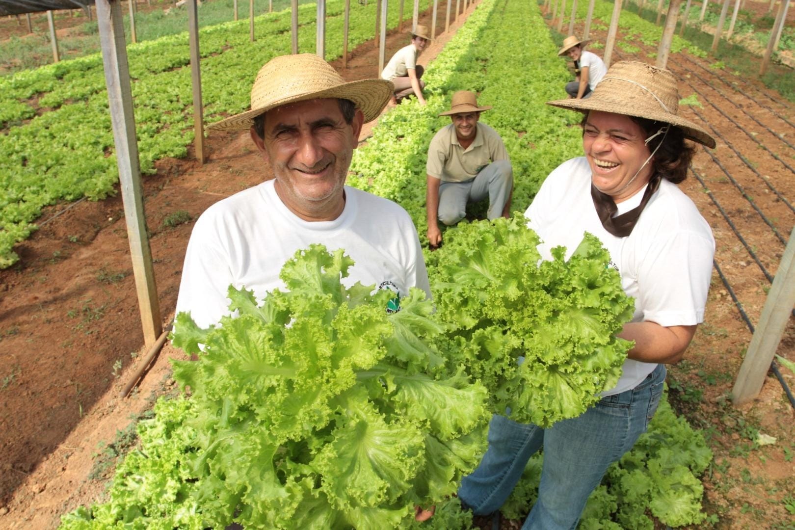 Plano Safra 2026/27 ofertará R$ 610,3 bilhões para o agronegócio