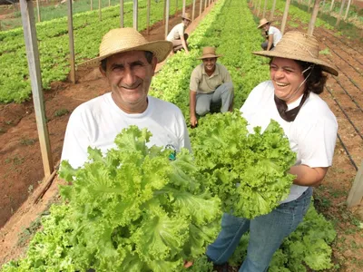 Plano Safra da agricultura familiar traz R$ 85,2 bi para financiar produção